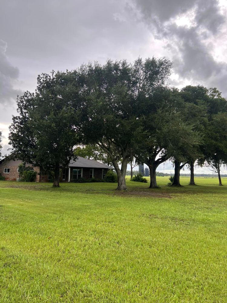 Tree Trimming & Removal for Vaughn’s Outdoor Services  in Orlando, FL