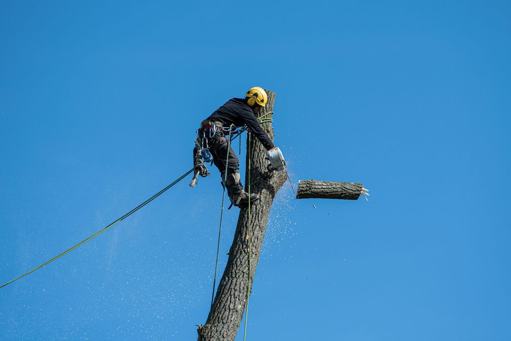 Our professional Tree Removal service is designed to safely and efficiently remove trees from your property. Trust us to handle all tree removal needs with expertise and care. for Tree Amigos Tree Service in Ocala, Fl