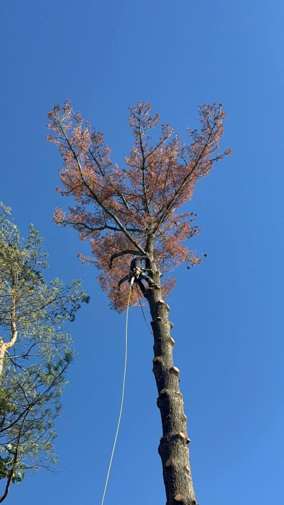 All Photos for D Hale Tree Service in Ann Arbor, MI