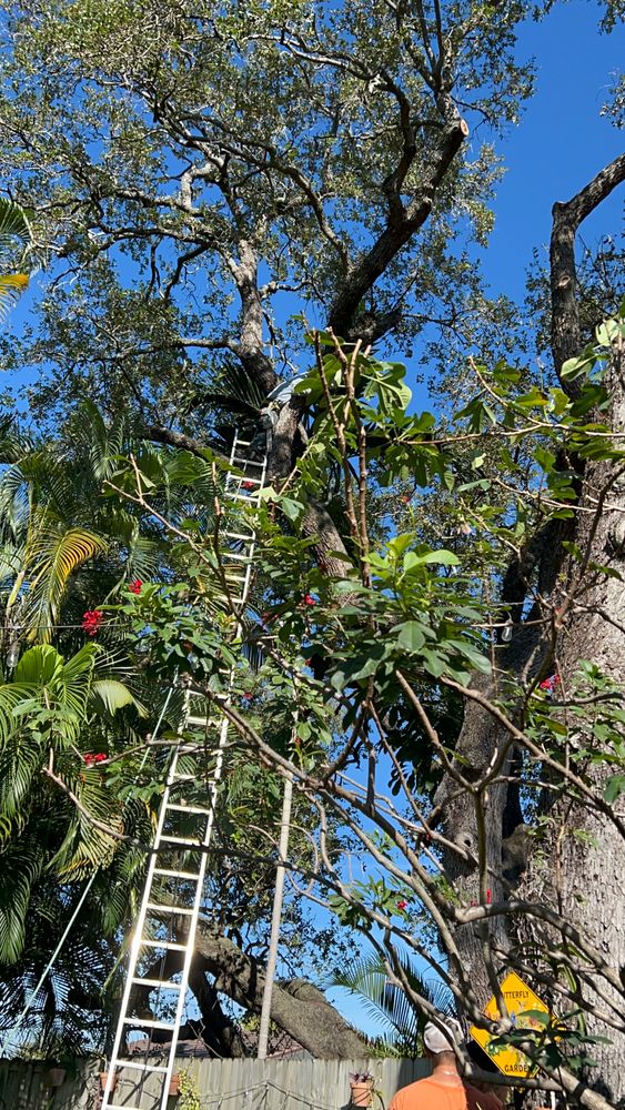 All Photos for ASAP Tree Service in Sebastian, FL