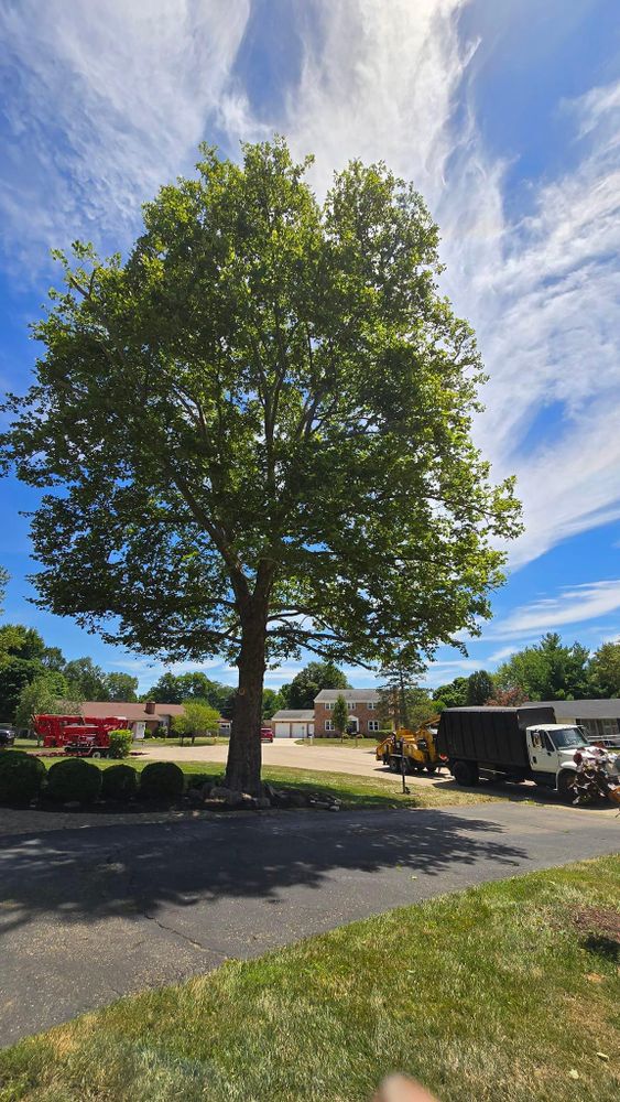 All Photos for F & F Tree Service in Beavercreek, OH