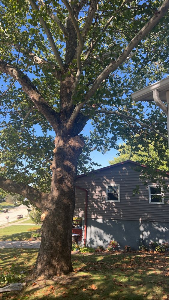 Tree jobs for Fransen's Tree Service  in Freeport, IL