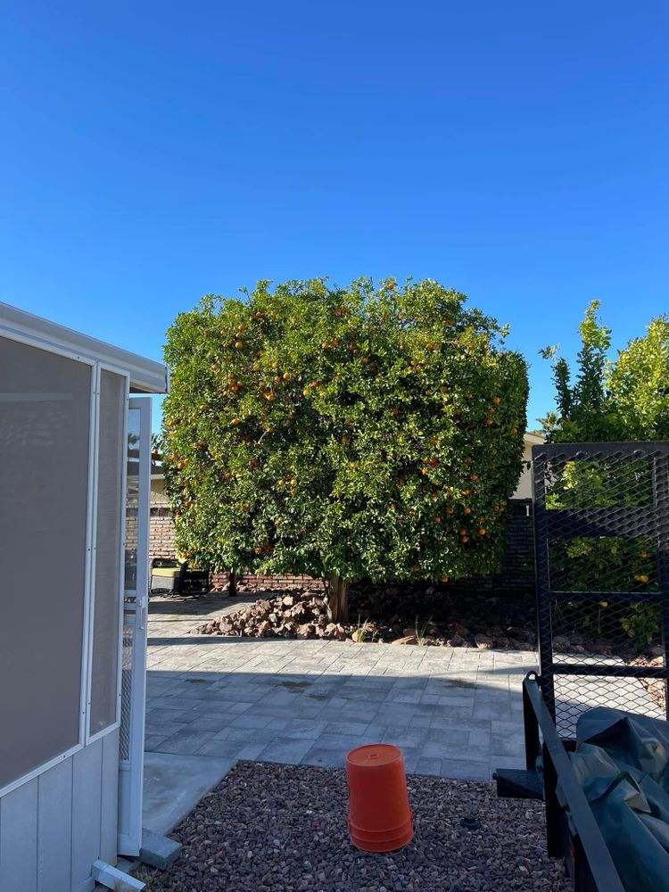 All Photos for Oliver L. Palm & Tree services in Yuma County, AZ