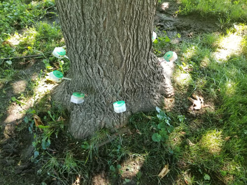 Our Mauget Tree Injections offer a safe and efficient way to deliver essential nutrients and treatments directly into the tree's vascular system, promoting health and vitality while effectively addressing pest or disease issues. for Olson Tree Service, Inc in Rockford, IL