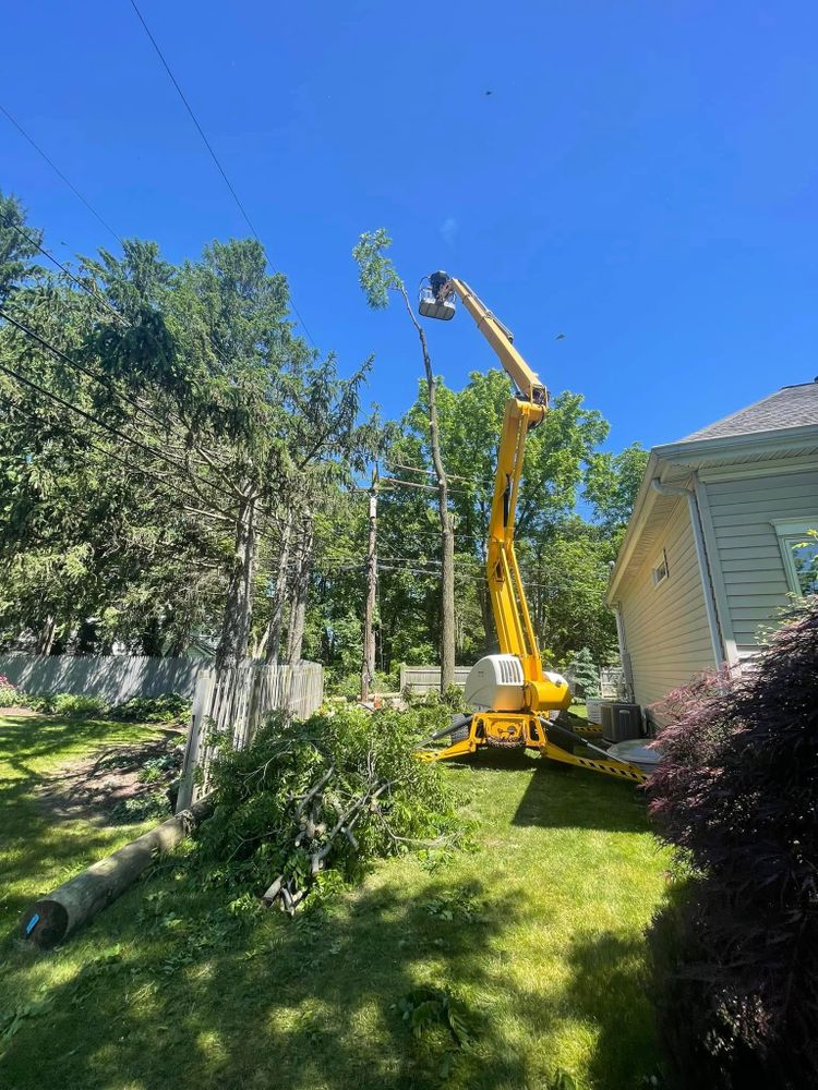 Mays Tree and Stump Removal team in Alden, NY - people or person