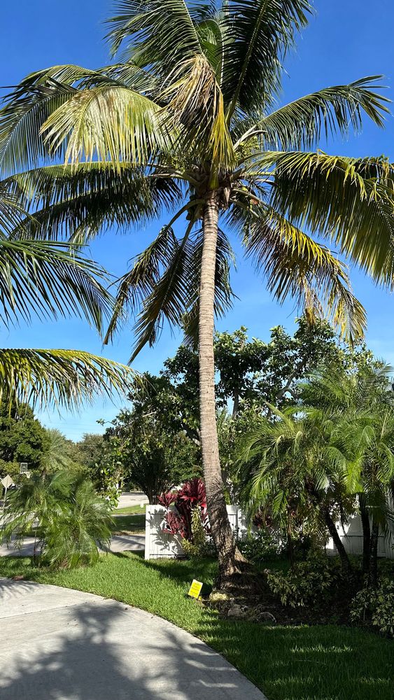 Our expert pruning and tree trimming service helps maintain the health, aesthetics, and safety of your trees, promoting growth while enhancing the overall appearance of your landscape. for South Florida Terra Systems in Boynton beach ,  FL