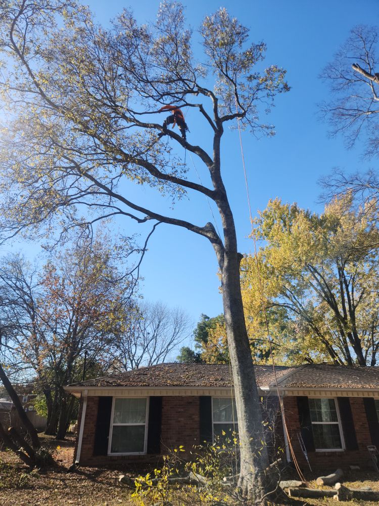 All Photos for Tree Fellers in Sumner County, TN