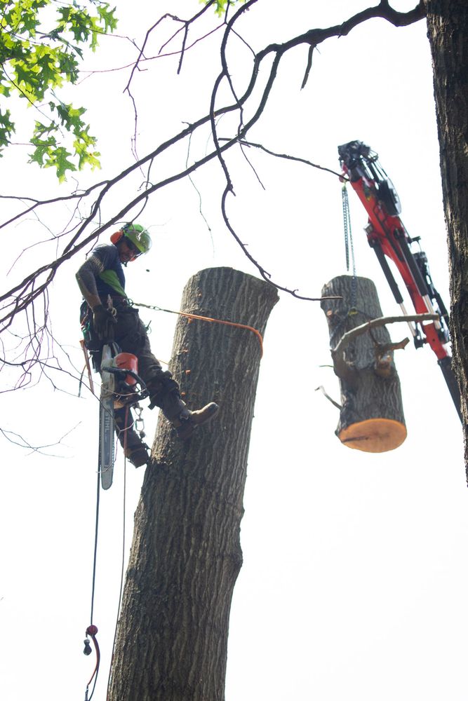 Our tree removal service provides safe and efficient removal of unwanted or hazardous trees from your property. Trust our experienced team to handle any size tree with care and precision. for Empire Tree Services in Mechanicsville, MD