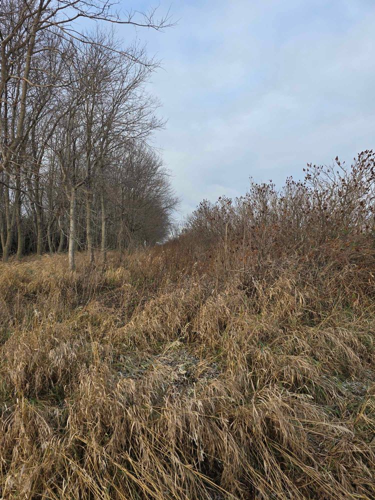Tree Removal for Tree Tech in Luverne, MN