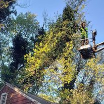 Tree Removal for Top Notch Lawn Care and Tree Removal in Mebane, NC