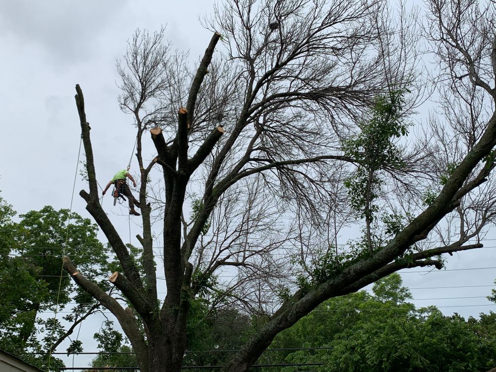 All Photos for TLC Professional Tree Service in Bedford, TX