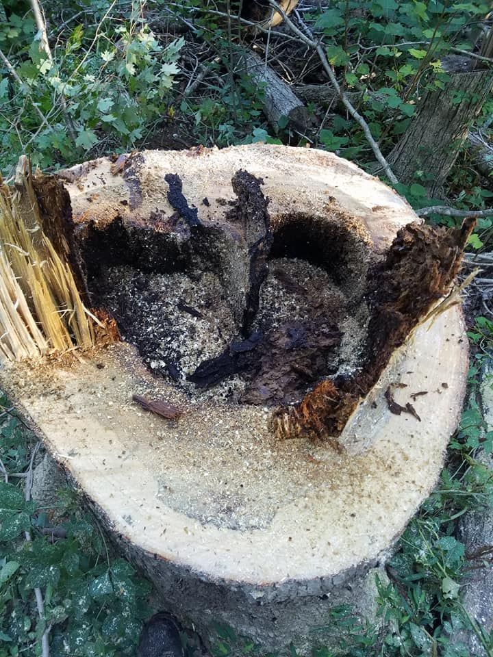 We offer professional stump removal services to fully eliminate unsightly tree stumps from your property, ensuring a clean and clear landscape that is safe and aesthetically pleasing. for Rush Tree Specialist in Knoxville, TN