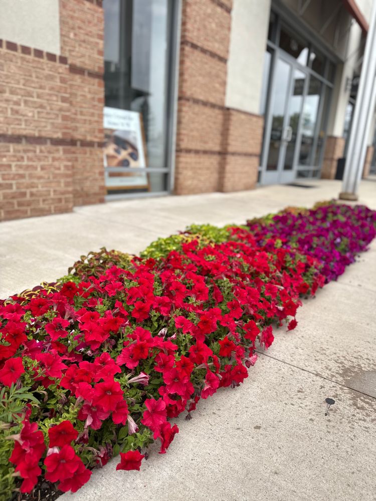 All Photos for Ecogreen Landscape in Denver, CO