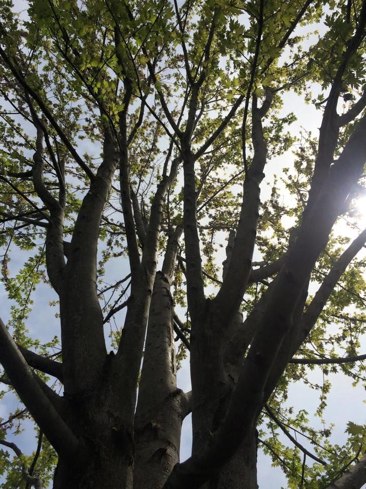 Tree Removal for Precision Tree Service, Inc. in Ryland Heights, KY