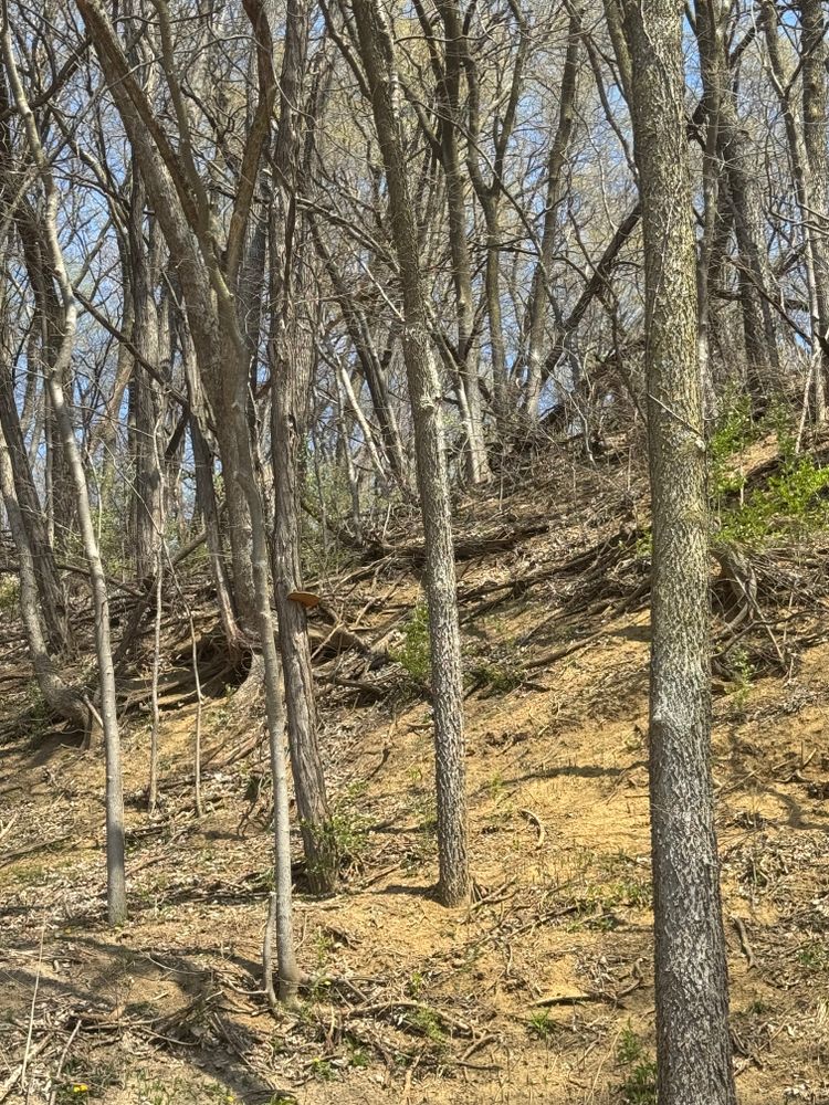 All Photos for Dittmer Tree Service in Davenport, IA