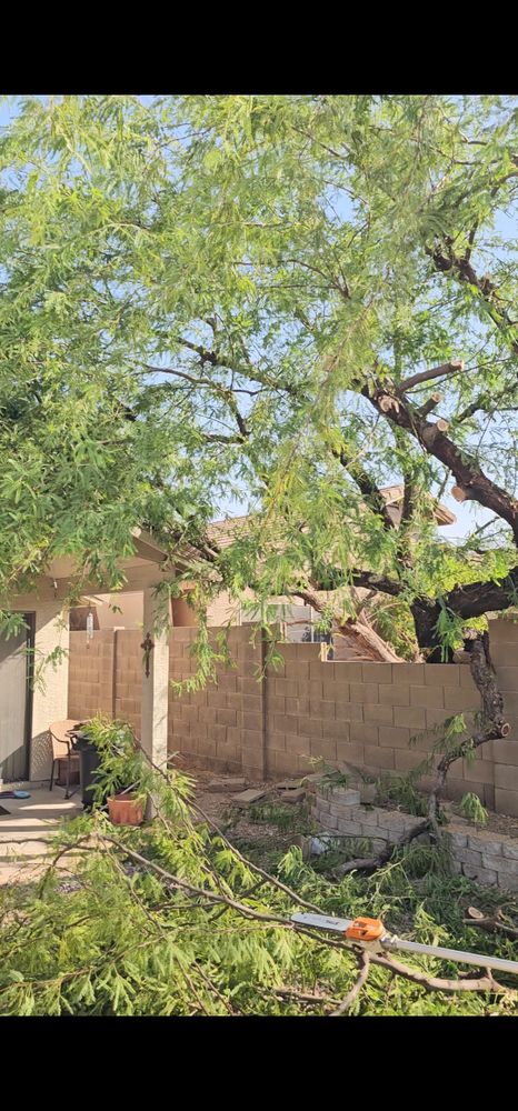 All Photos for T's Tree Service and Firewood in Apache Junction, AZ