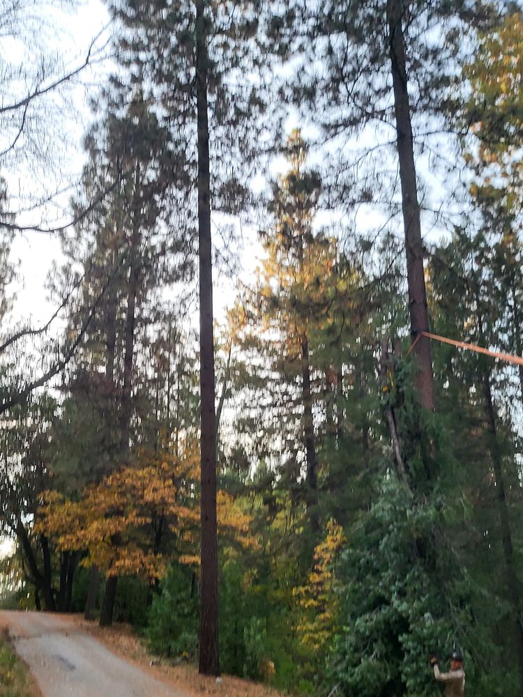 Tree Removal for Terra Heights Tree Experts & Landscaping  in Grass Valley,  CA