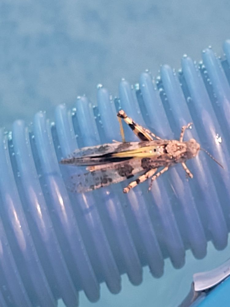 All Photos for Niko's Pest Control in Las Vegas, NV