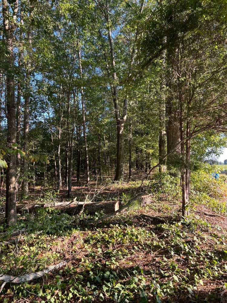 All Photos for Brooks Tree Service in Casar, NC