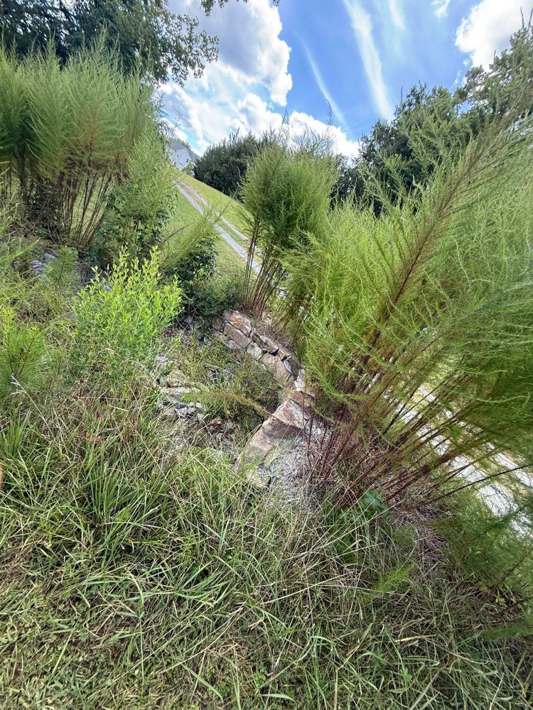 All Photos for Healthy Roots Landscaping in Apex, NC