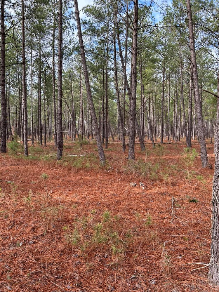 All Photos for Linhale Landscaping & Lawn Care in Florence, SC