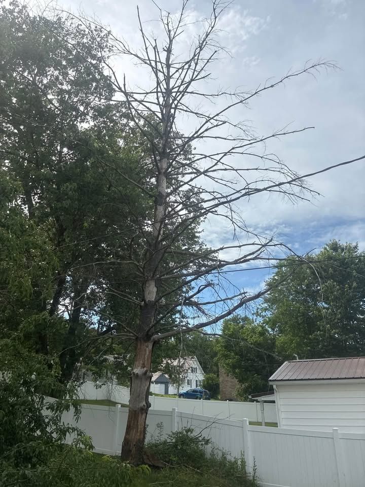 All Photos for Skys The Limit Tree Management in Morehead, KY