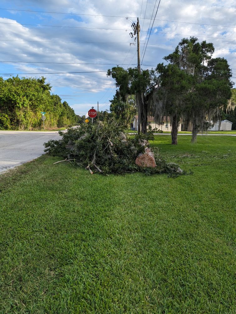 All Photos for Regal Tree Service and Stump Grinding in Wauchula, FL