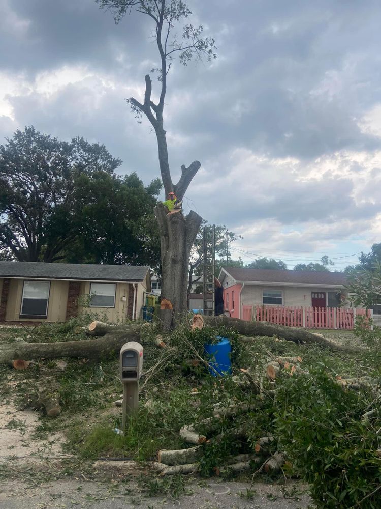 All Photos for Efficient and Reliable Tree Service in Lake Wales, FL