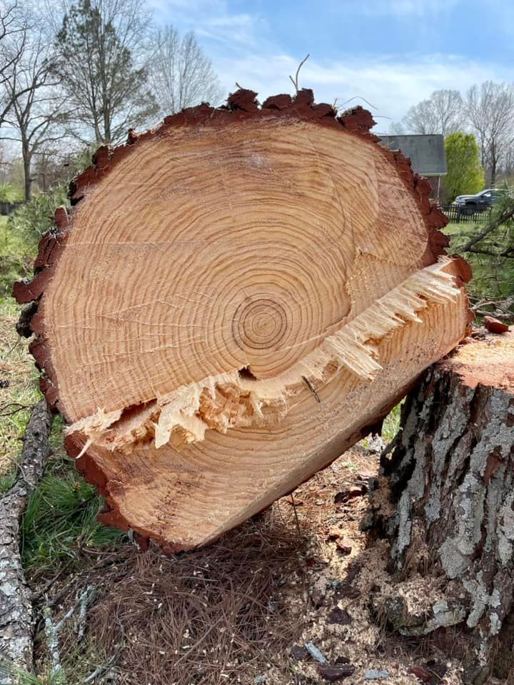 Tree Removal for Ross Family Tree Service LLC  in Hohenwald, TN