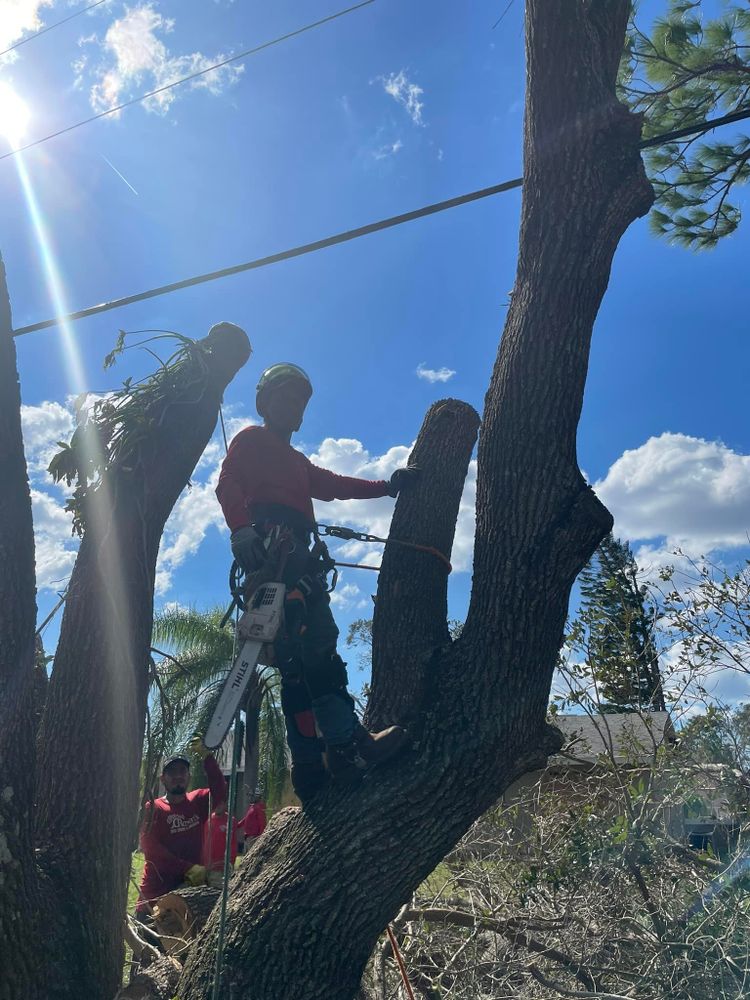 Tree Removal for Bulldawg Disaster Response in Atlanta, GA