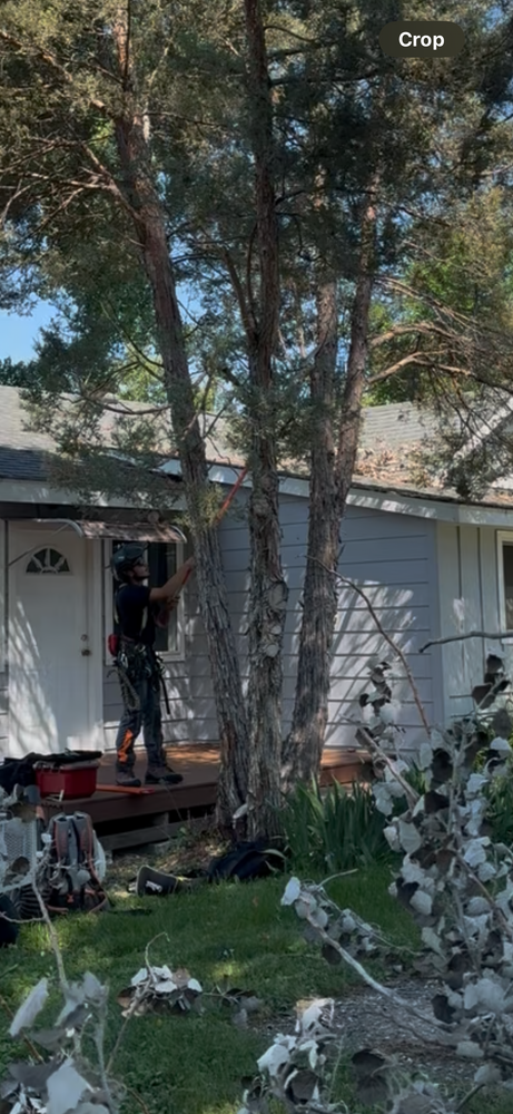 All Photos for Elevated Tree Care in Gillette, WY