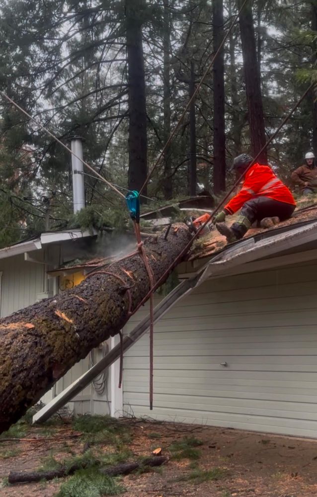 Tree Removal for Tyco Forest Management in Placerville, CA