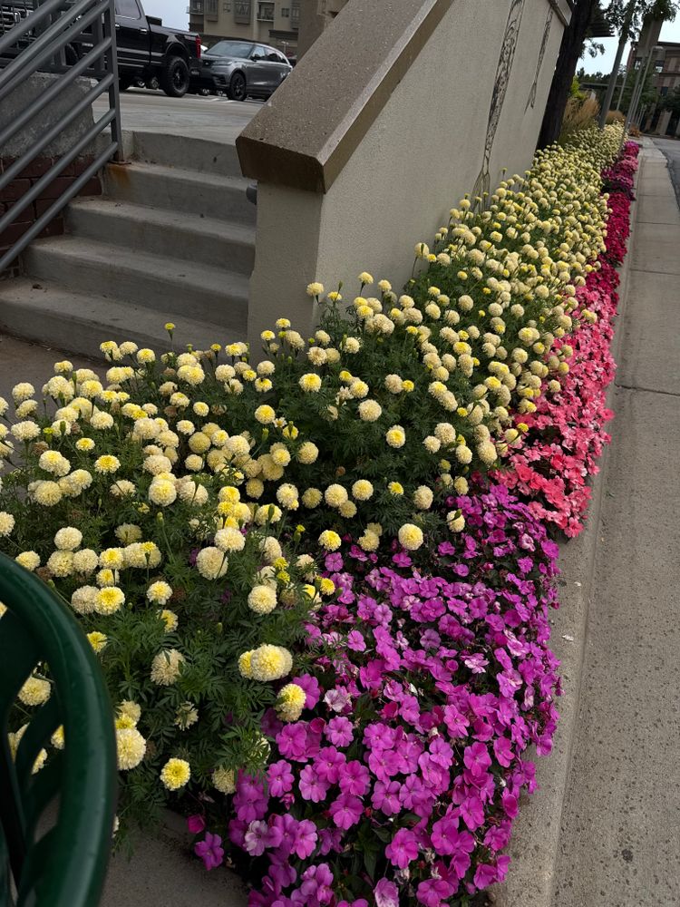 All Photos for Ecogreen Landscape in Denver, CO