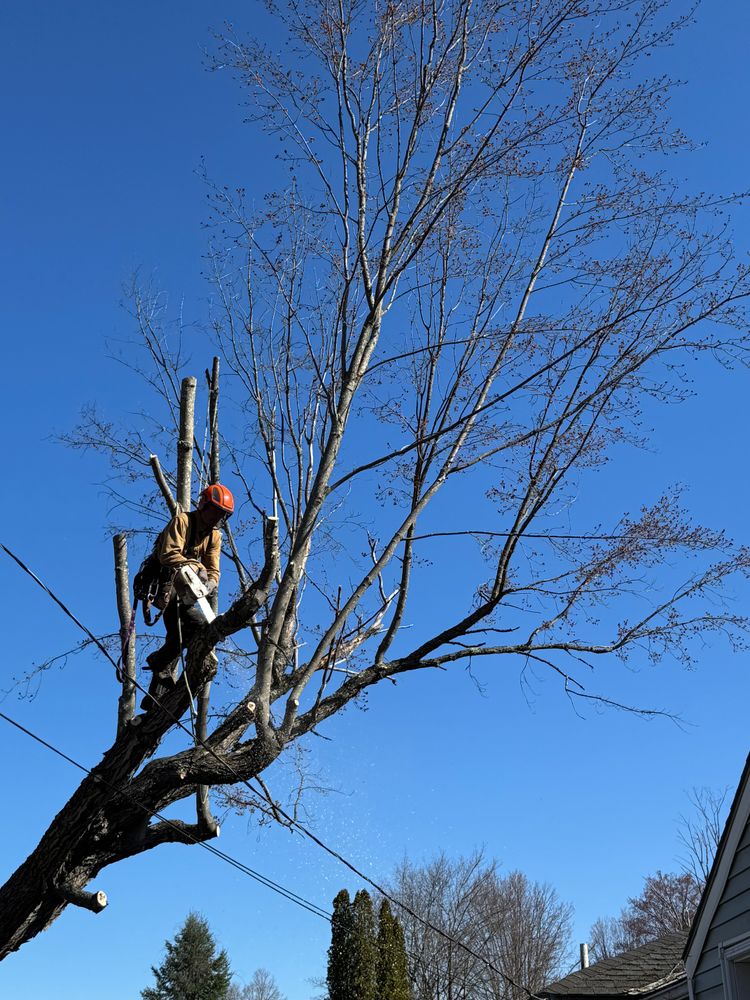 All Photos for Clifford’s Quality Tree Care & Landscaping in Enfield, NH