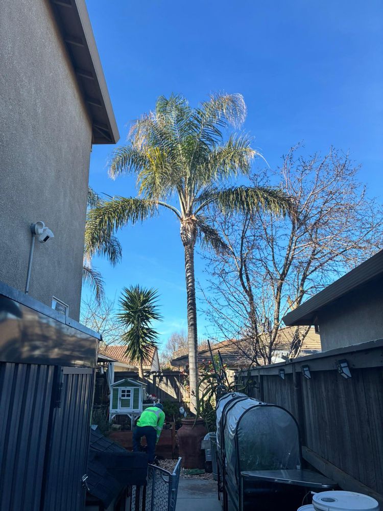 All Photos for Sammy's Tree Services in Sacramento, CA