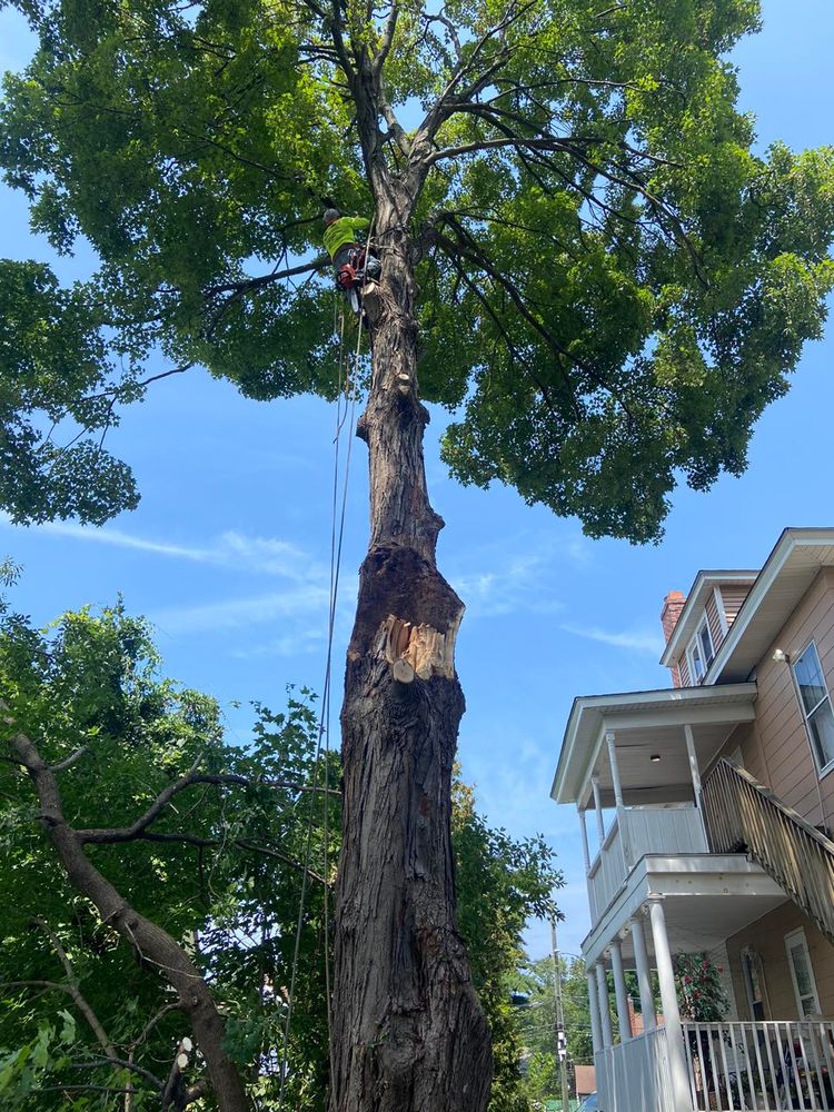 Enhance your property's safety and beauty with our professional Tree Trimming service, expertly shaping and maintaining healthy trees while removing hazardous branches, ensuring optimal growth and aesthetic appeal for your landscape. for Dextre Tree Service in West Hartford, CT