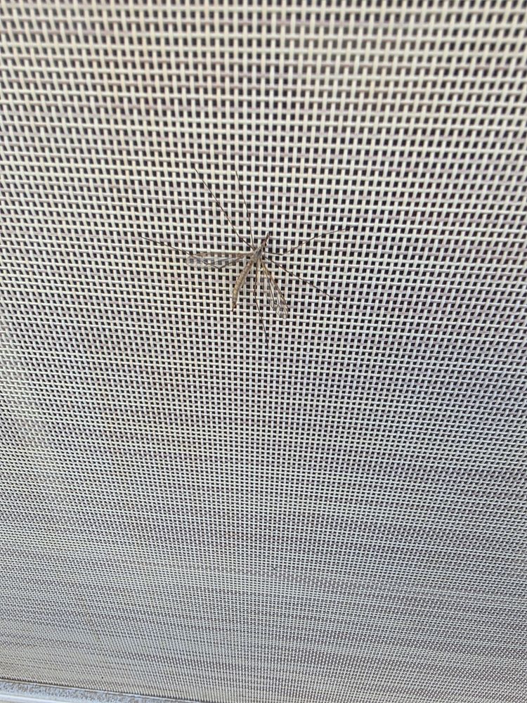 All Photos for Niko's Pest Control in Las Vegas, NV
