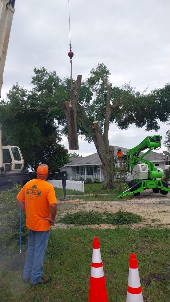 All Photos for Daniel Hickey’s Tree Service in DeLand, FL