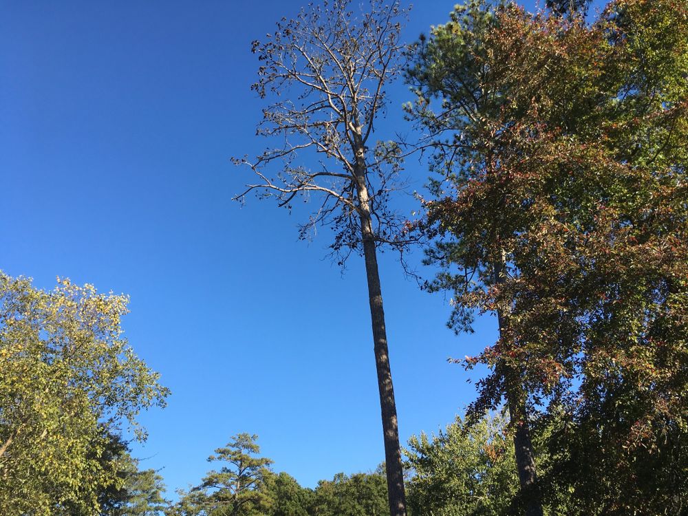 Tree Removal for Tucker's Tree Service and Stump Grinding in Lugoff, SC