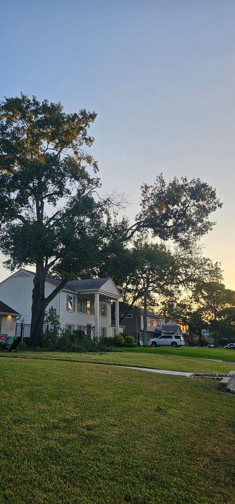 All Photos for Servin's Tree Care  in Houston, TX