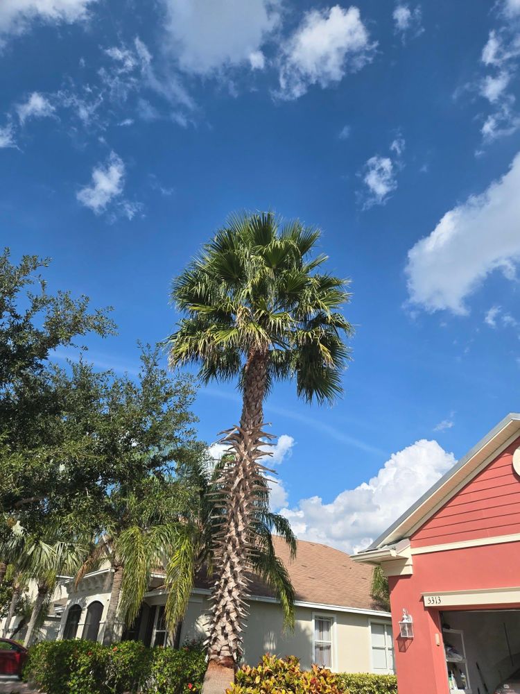 All Photos for TREE BOYS in Ruskin, FL