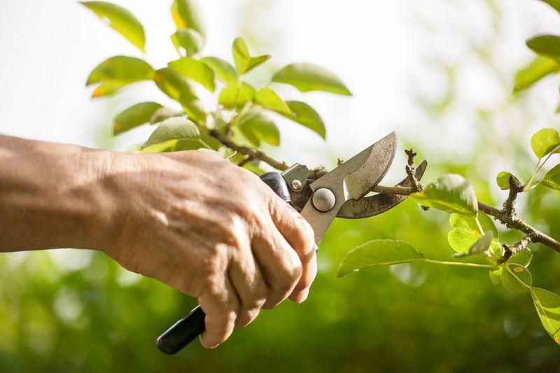 All Photos for Terra Heights Tree Experts & Landscaping  in Grass Valley,  CA