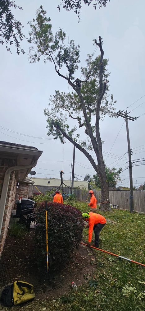 All Photos for Servin's Tree Care  in Houston, TX