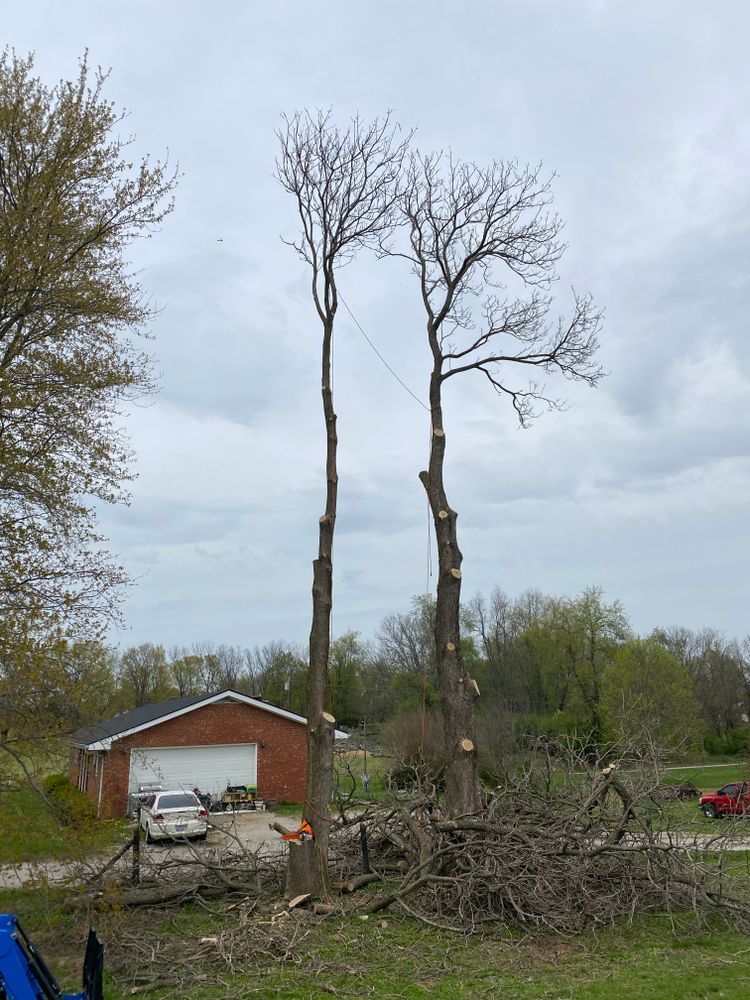 All Photos for Houtz Tree Service in Lexington, KY