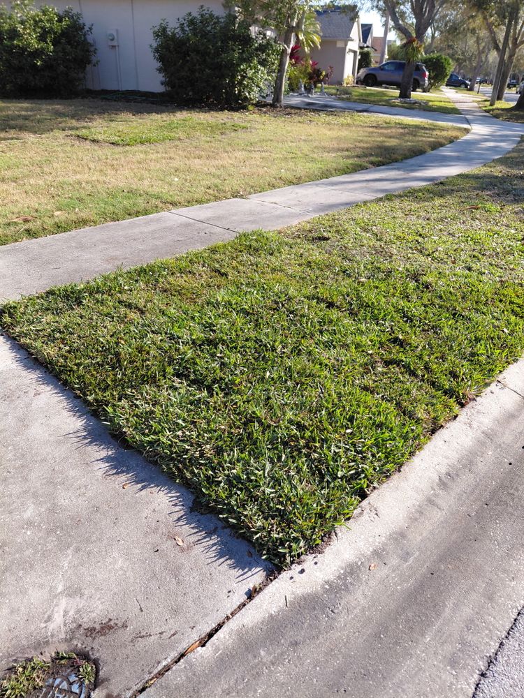 All Photos for Gulf Bay Sod in Clearwater, FL
