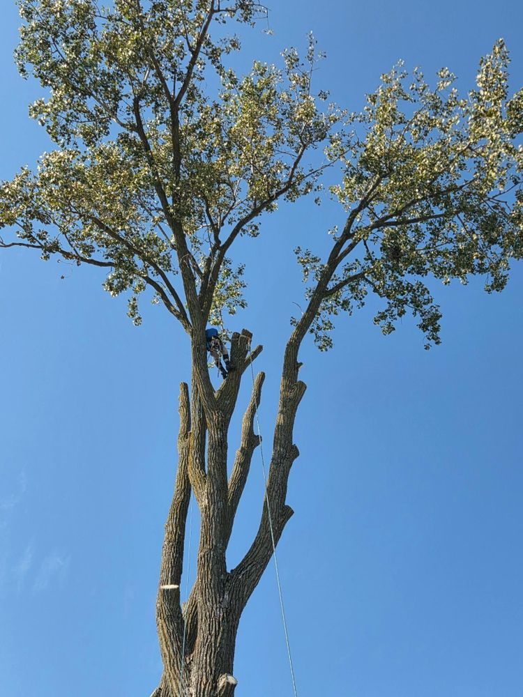 All Photos for Lawn Ranger Yard And Tree Service LLC in Ottumwa, IA