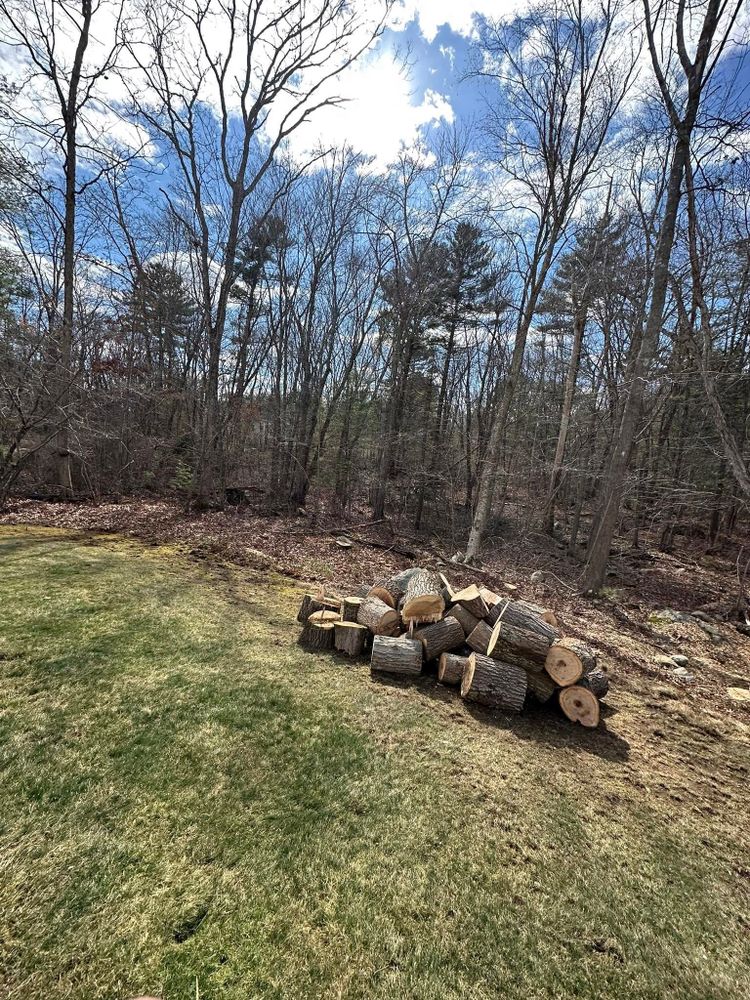 Our Stump Removal service efficiently eliminates tree stumps, enhancing your landscape's beauty and safety. We use advanced equipment to ensure effective removal, leaving your property clean and ready for new possibilities. for Silver City Tree Service in Taunton, MA