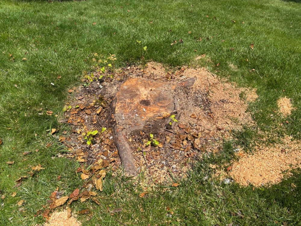 All Photos for Conrad's Stump Removal in Columbus, IN