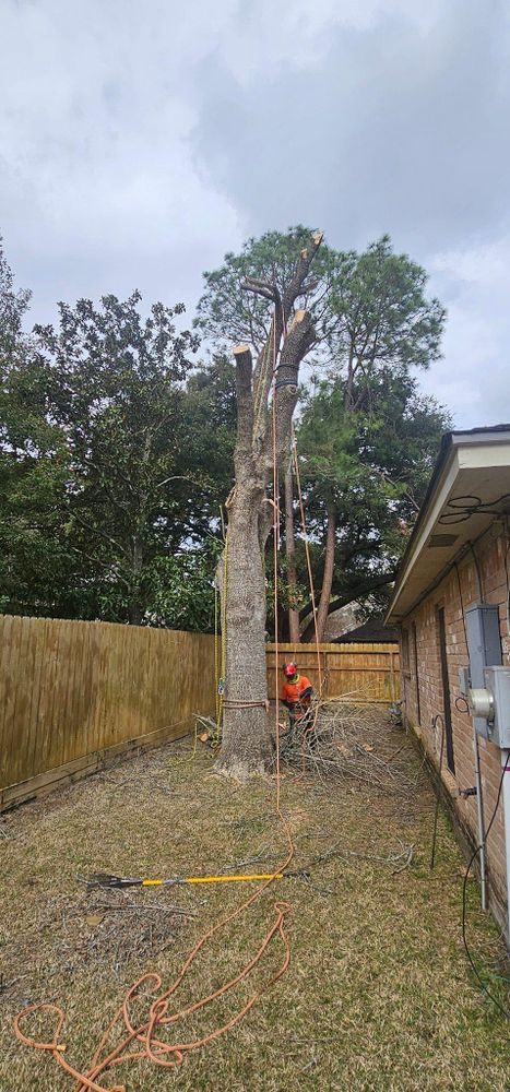 All Photos for Servin's Tree Care  in Houston, TX