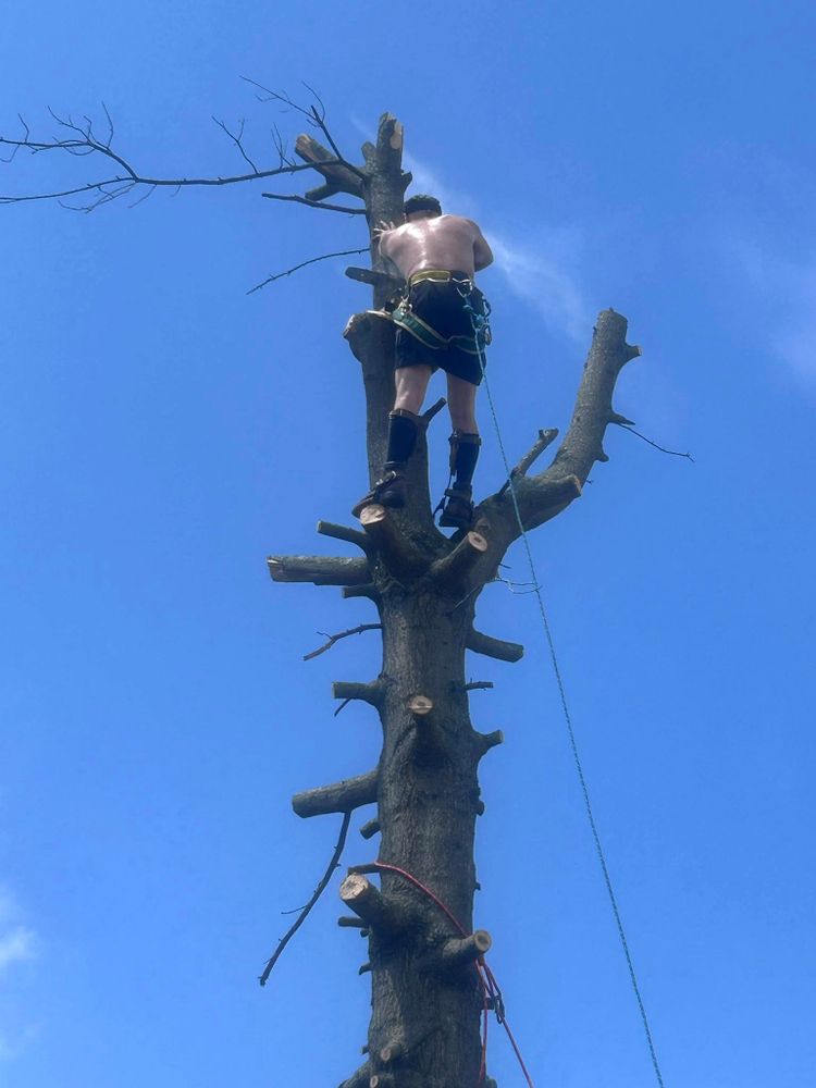 Our Tree Removal service safely and efficiently removes unwanted or hazardous trees, enhancing your home's safety and aesthetics. Our experienced team ensures a clean, hassle-free process from start to finish. for Terra Steel Creations in Independence, KY